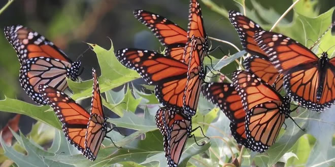 Não corra atras das borboletas cuide do seu jardim